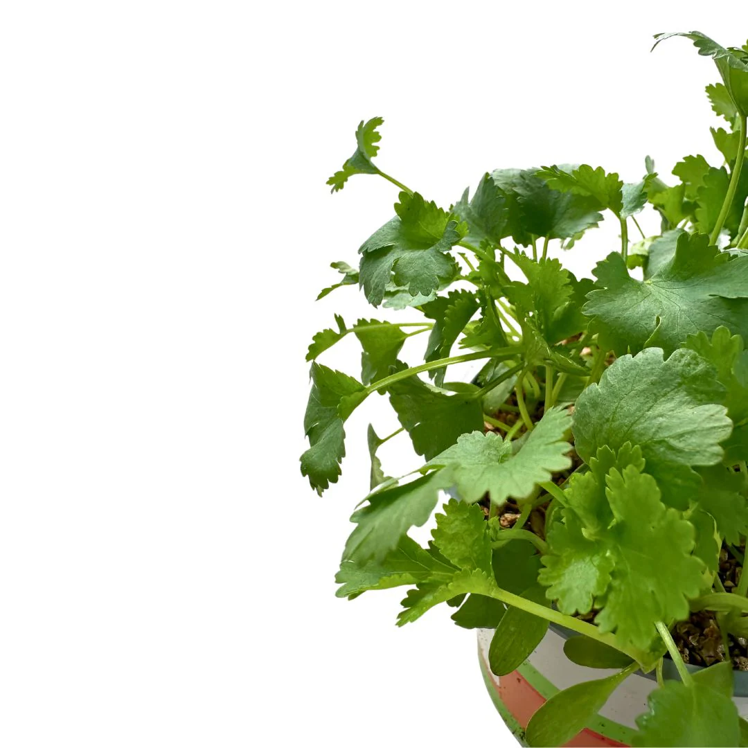 Cilantro Planta Aromática Y Medicinal (coriandrum Sativum) - Image 2