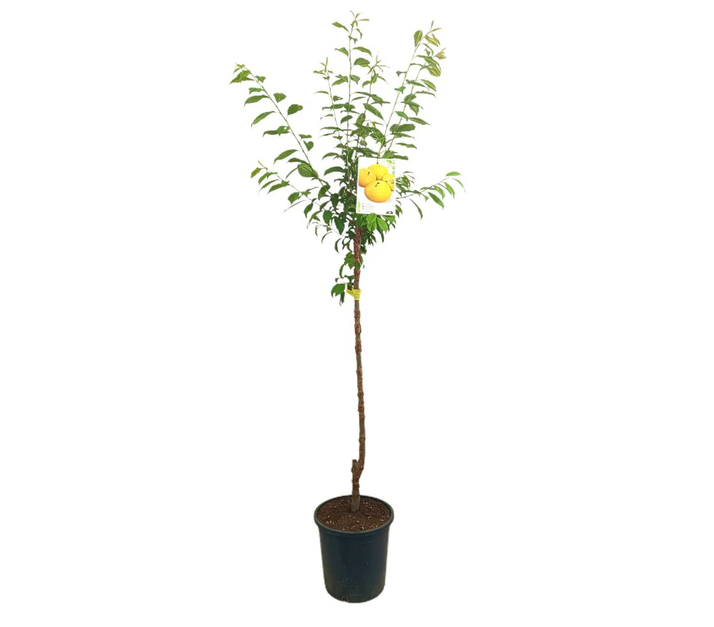 Ciruelo Golden Japan M25 120-150cm