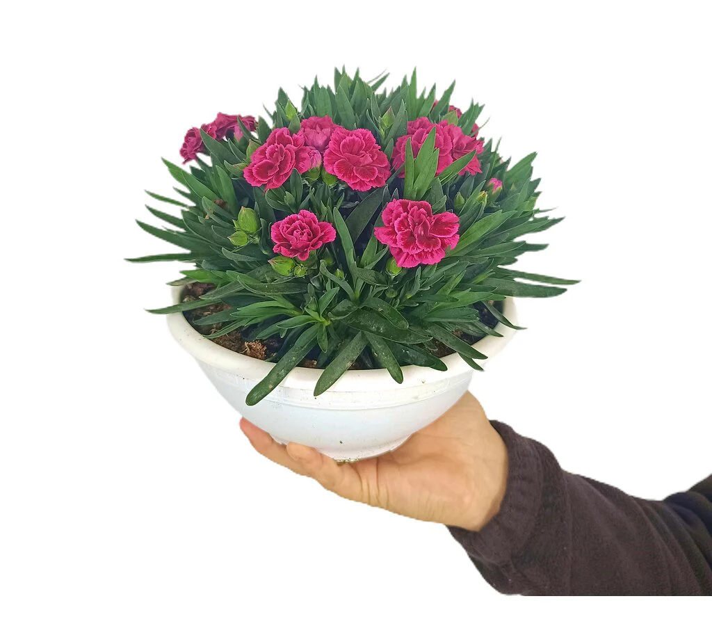 Clavel Carnelia T20