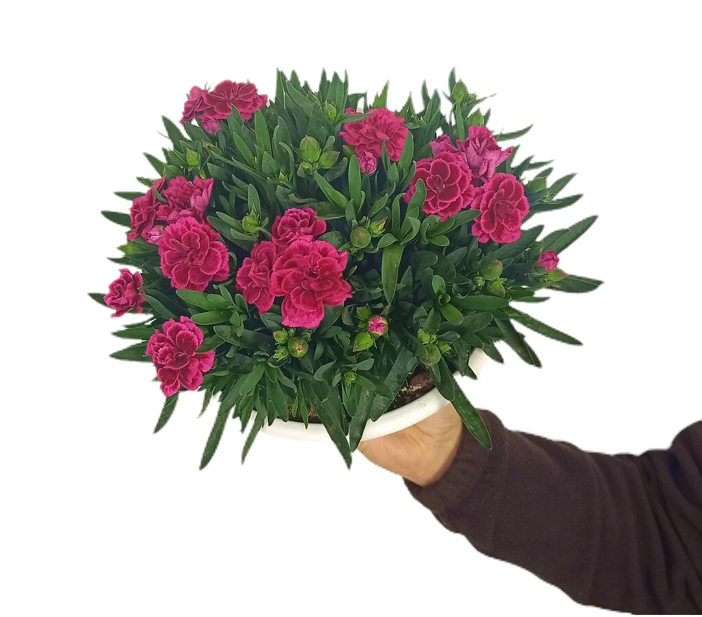 Clavel Carnelia T20 - Image 2
