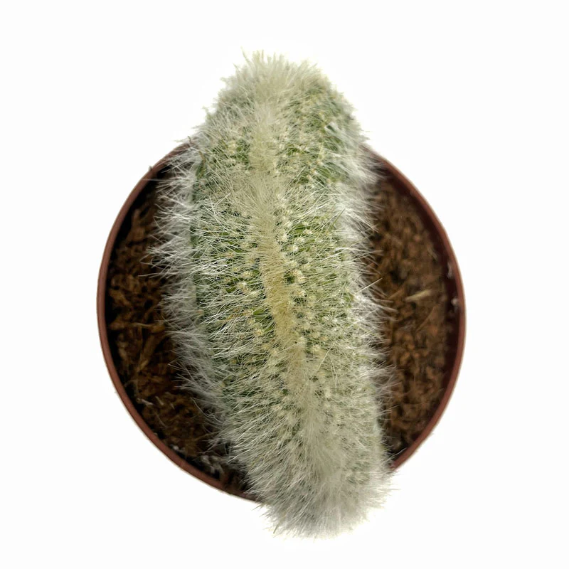 Cleistocactus Strausii Cristata Cactus Y Suculentas M8,5 cm Ø - Image 2