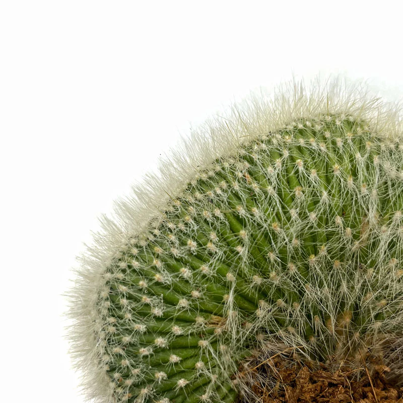 Cleistocactus Strausii Cristata Cactus Y Suculentas M8,5 cm Ø - Image 3