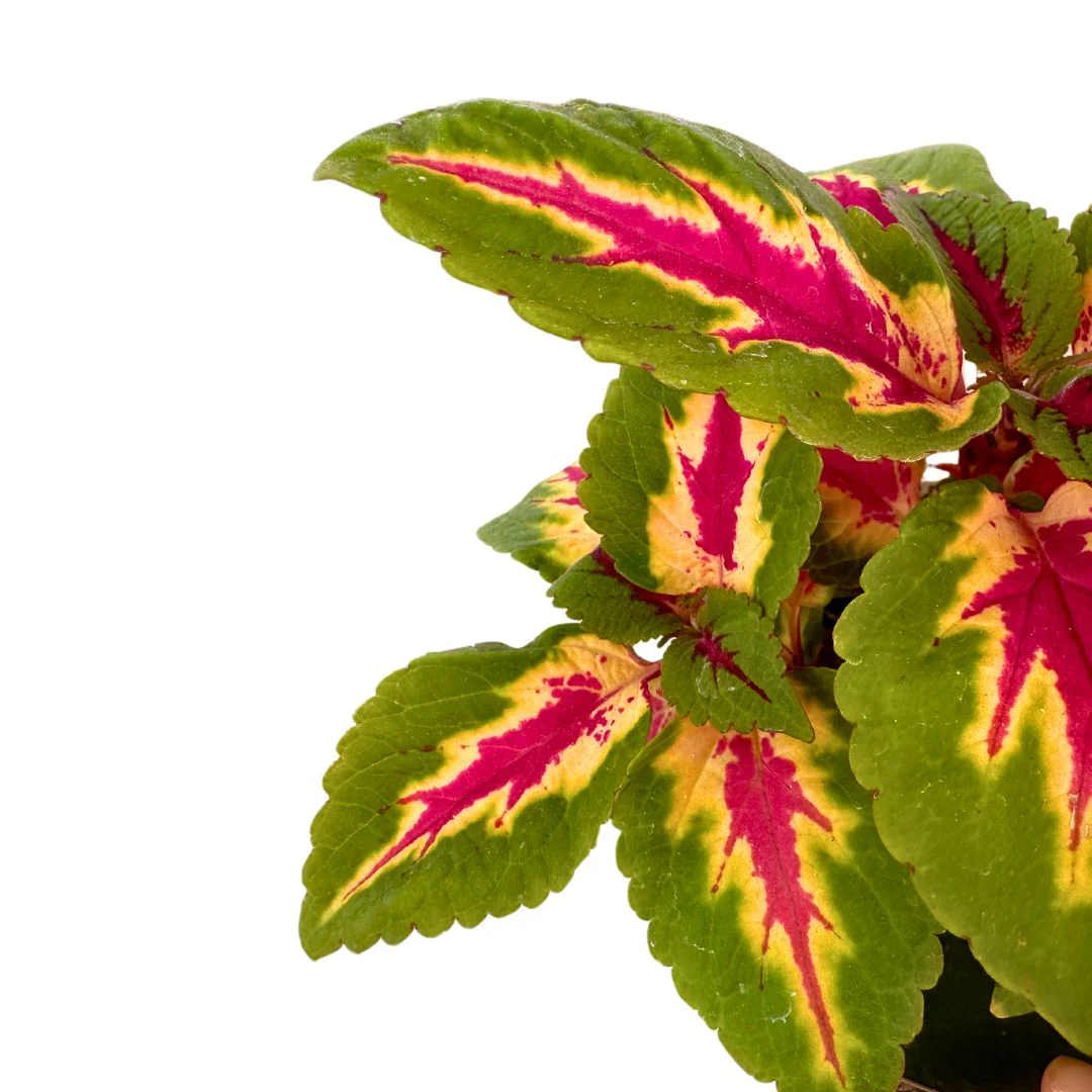 Coleo La Planta De La Mezcla De Colores De Hojas Más Impresionantes - Image 2