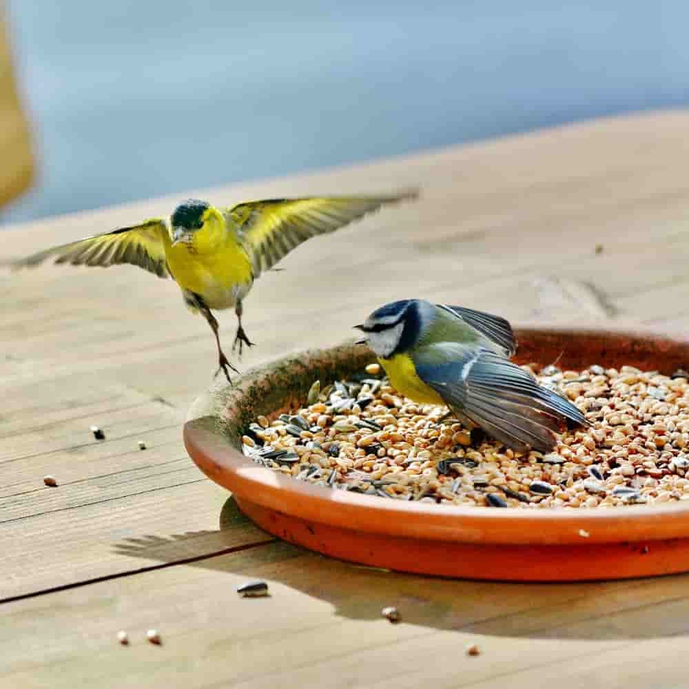 Comida Para Pájaros 10 Kg, Comida Rica En Grasa, Mezcla De Semillas Para Aves - Image 3