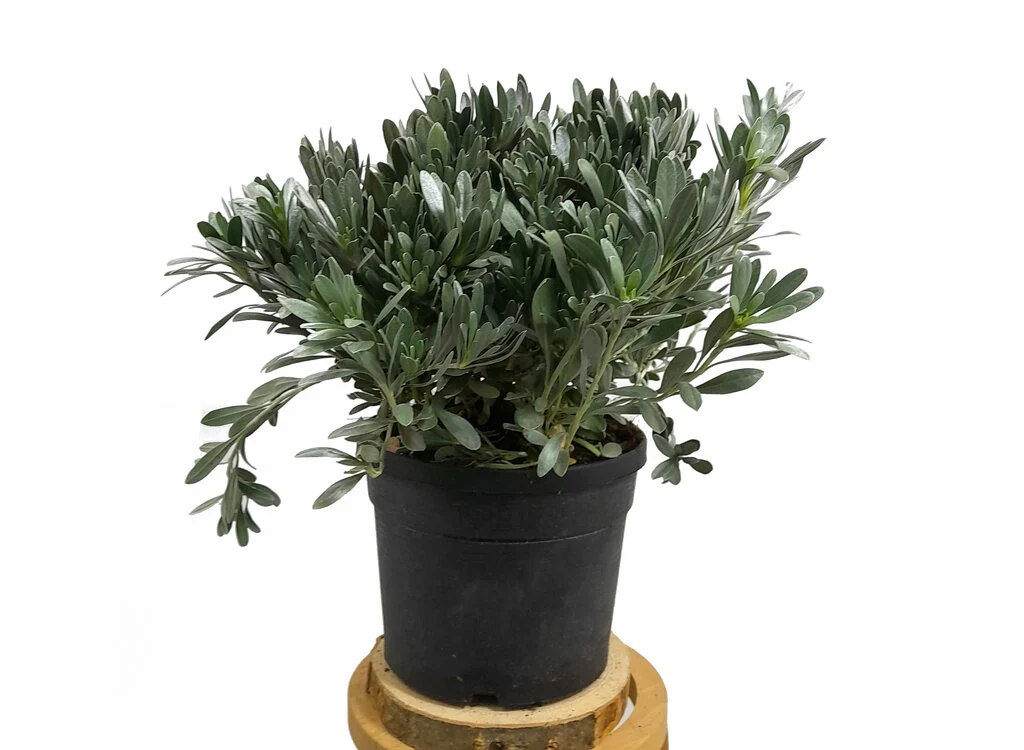 Convolvulus Cneorum M19