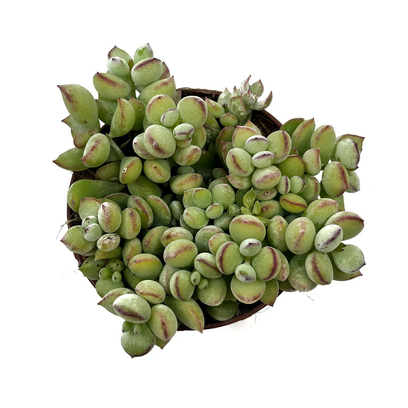 Cotyledon Pendens Cactus Y Suculentas M8,5 cm Ø - Image 2