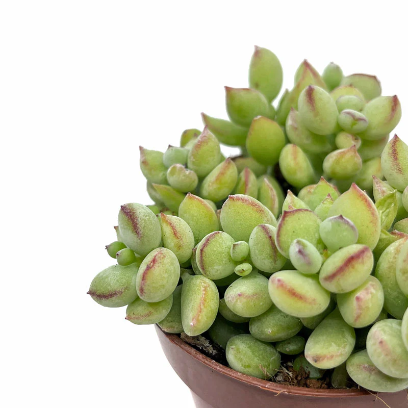 Cotyledon Pendens Cactus Y Suculentas M8,5 cm Ø - Image 3