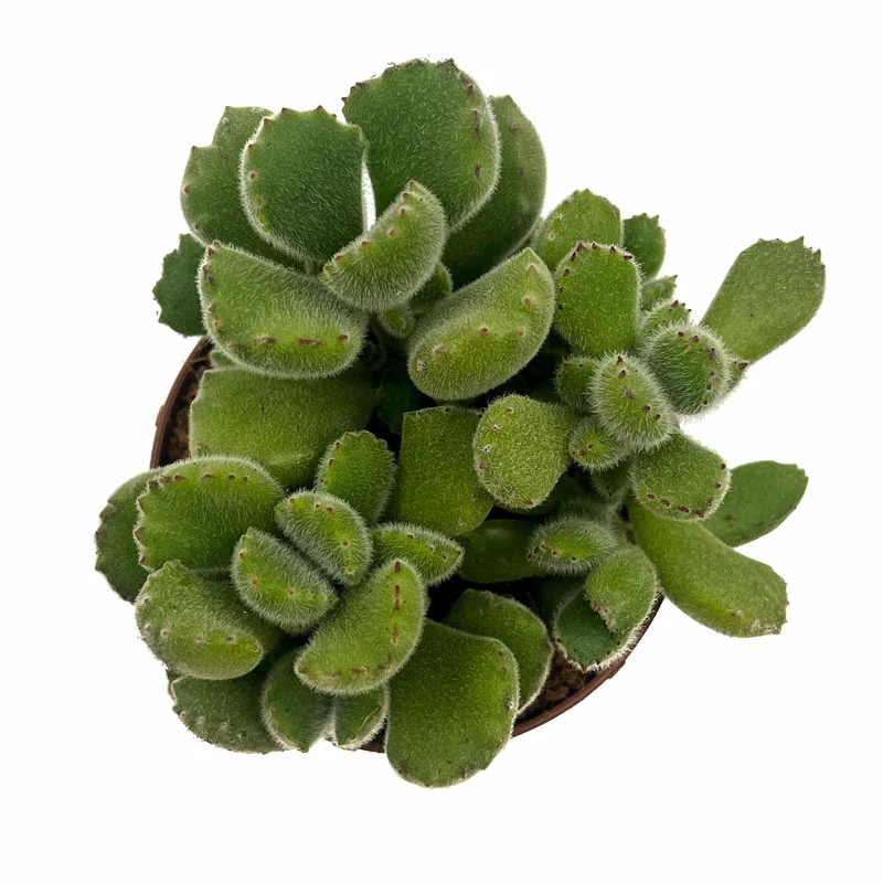 Cotyledon Tomentosa Cactus Y Suculentas M8,5 cm Ø - Image 2