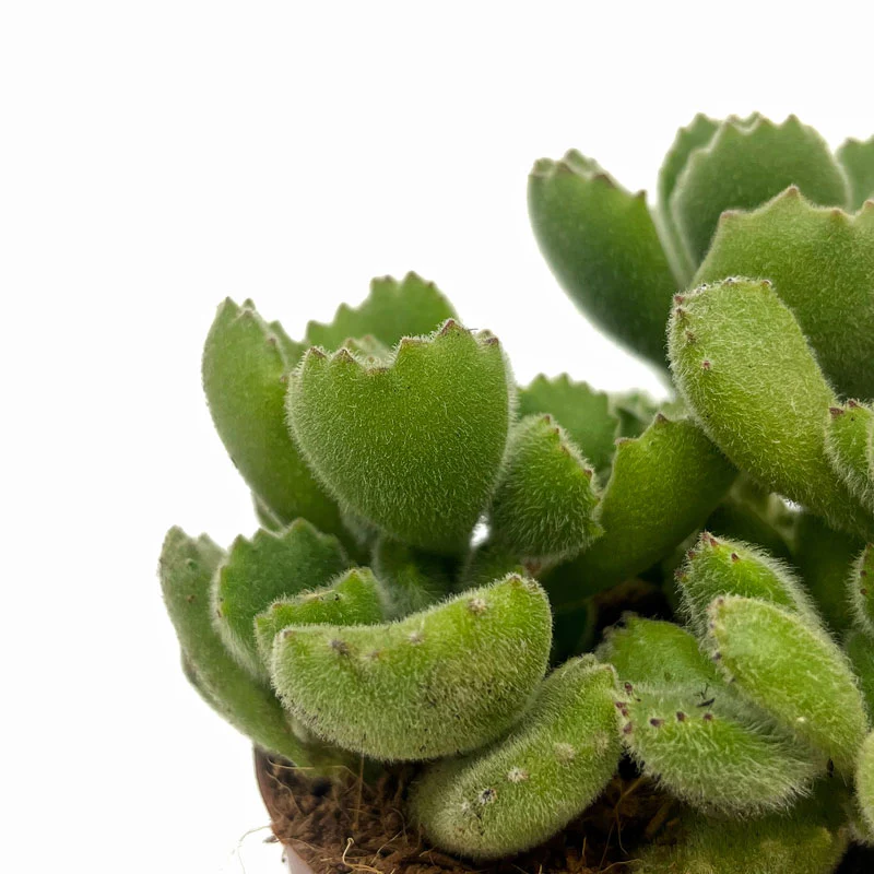 Cotyledon Tomentosa Cactus Y Suculentas M8,5 cm Ø - Image 3