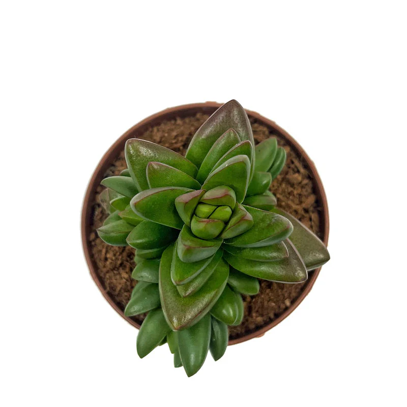Crassula Ben Cactus Y Suculentas M8,5 cm Ø - Image 2