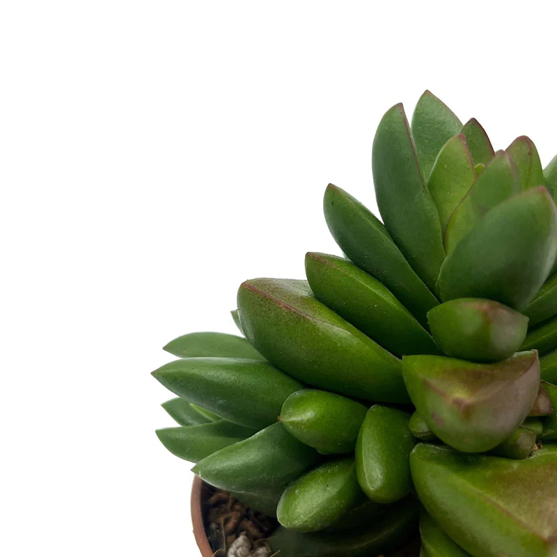 Crassula Ben Cactus Y Suculentas M8,5 cm Ø - Image 3