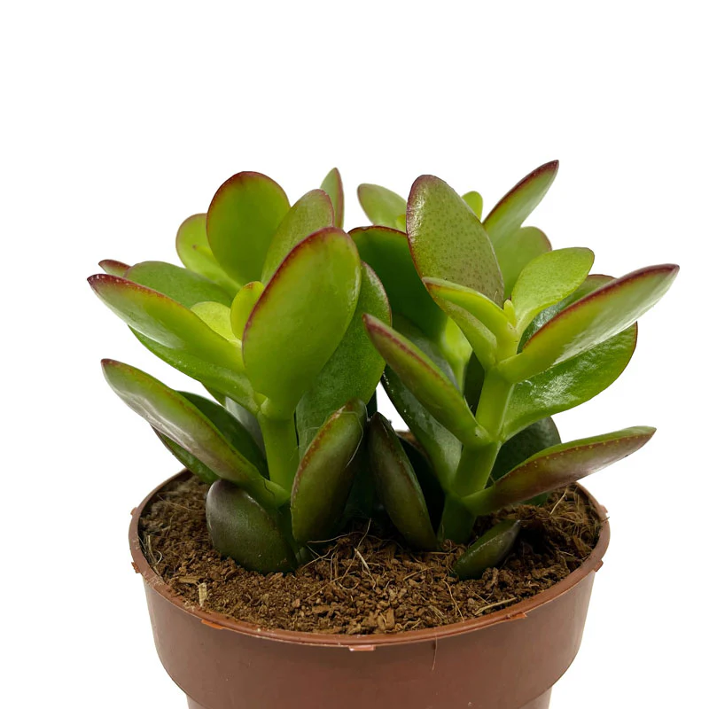 Crassula Ovata Cactus Y Suculentas M8,5 cm Ø