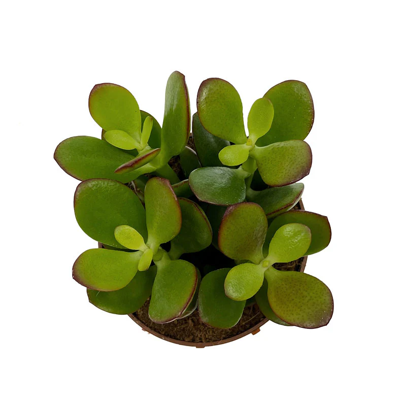 Crassula Ovata Cactus Y Suculentas M8,5 cm Ø - Image 2