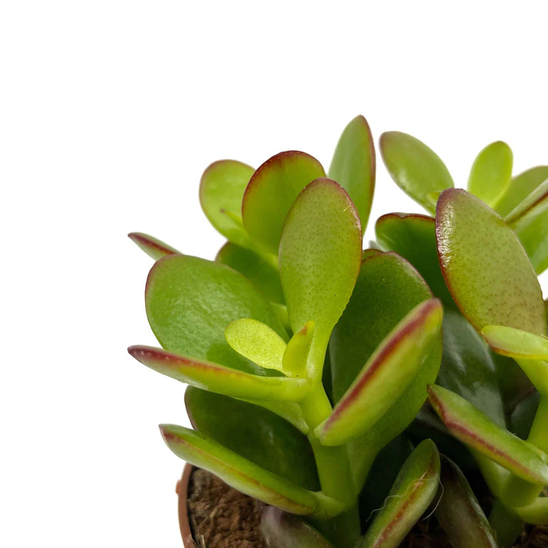 Crassula Ovata Cactus Y Suculentas M8,5 cm Ø - Image 3