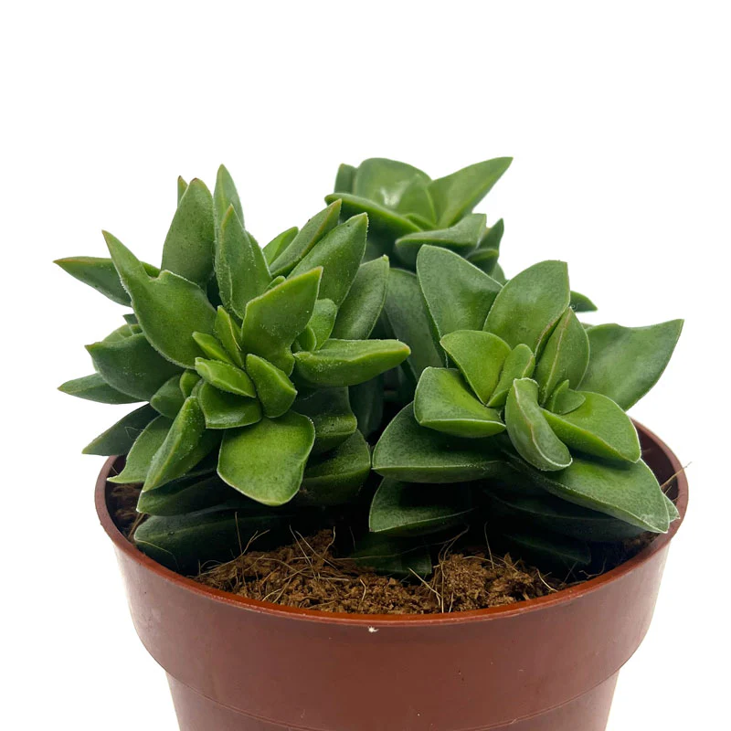 Crassula Springtime Cactus Y Suculentas M8,5 cm Ø