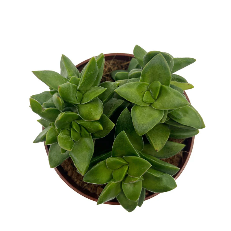 Crassula Springtime Cactus Y Suculentas M8,5 cm Ø - Image 2