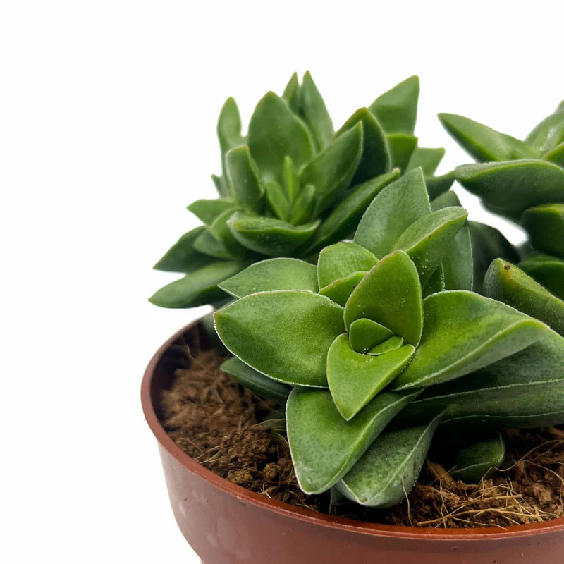 Crassula Springtime Cactus Y Suculentas M8,5 cm Ø - Image 3
