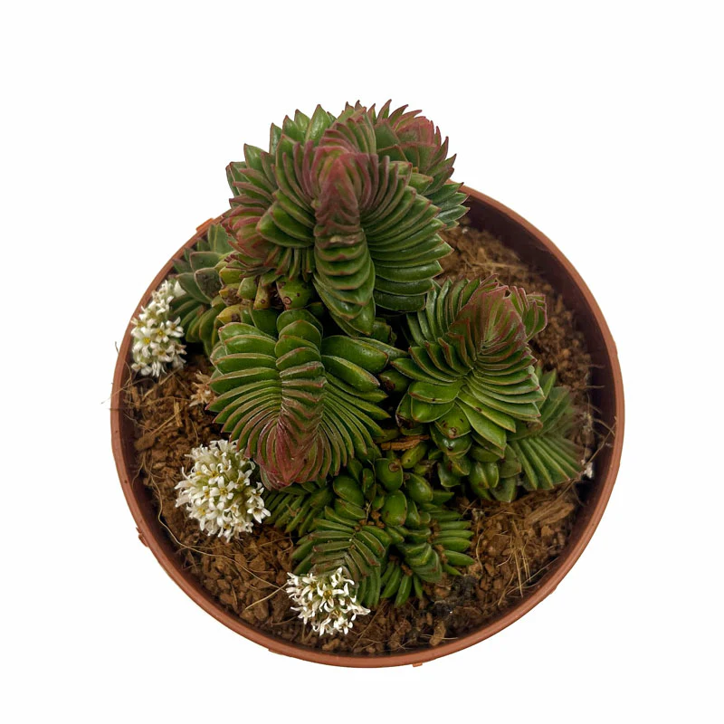 Crassula Starburst Cactus Y Suculentas M8,5 cm Ø - Image 2