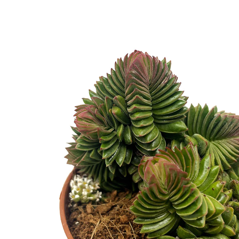 Crassula Starburst Cactus Y Suculentas M8,5 cm Ø - Image 3