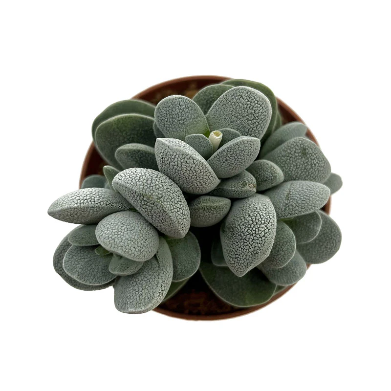 Crassula Tecta Cactus Y Suculentas M8,5 cm Ø - Image 2
