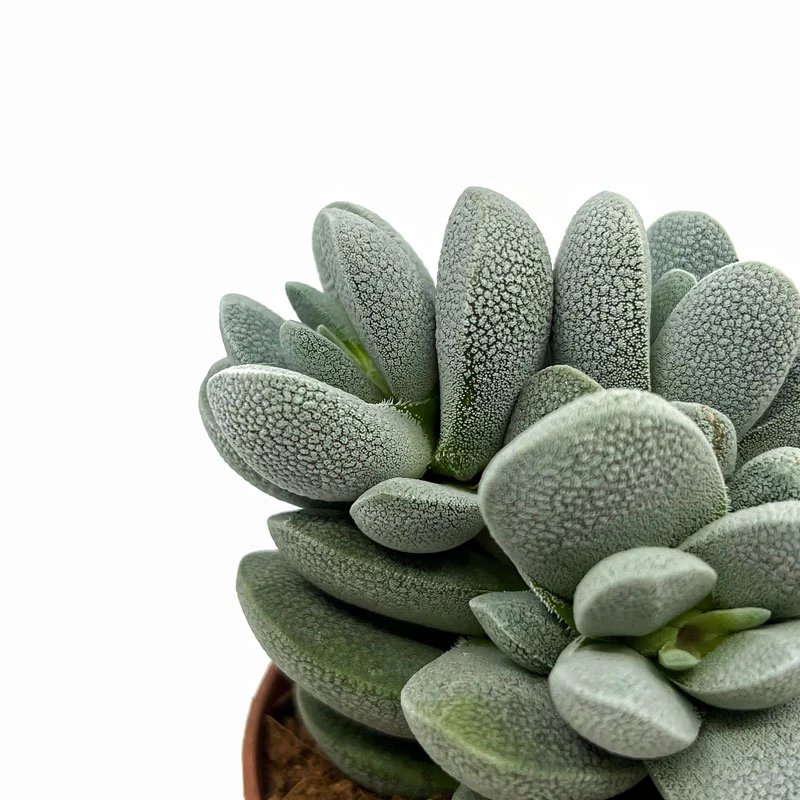 Crassula Tecta Cactus Y Suculentas M8,5 cm Ø - Image 3