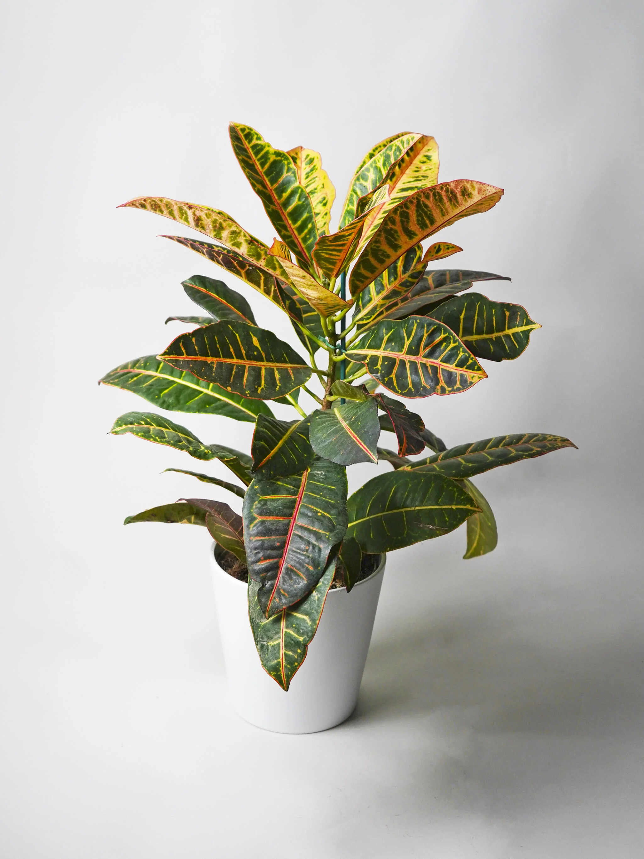 Crotón Petra | Altura 55cm - Diámetro 17cm