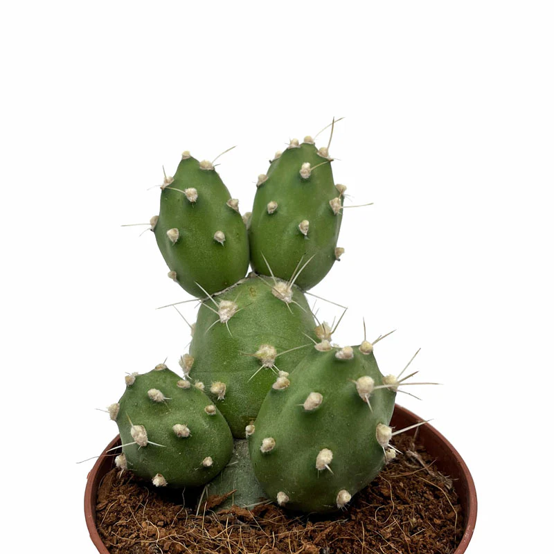 Cumulopuntia Zehnderi Cactus Y Suculentas M8,5 cm Ø - Image 2