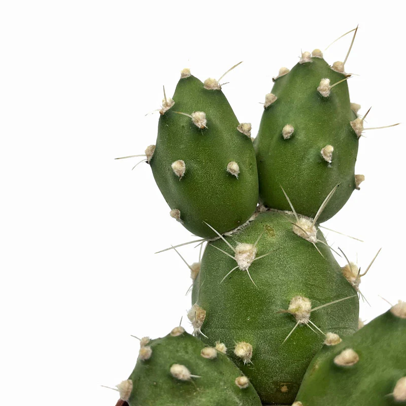 Cumulopuntia Zehnderi Cactus Y Suculentas M8,5 cm Ø - Image 3