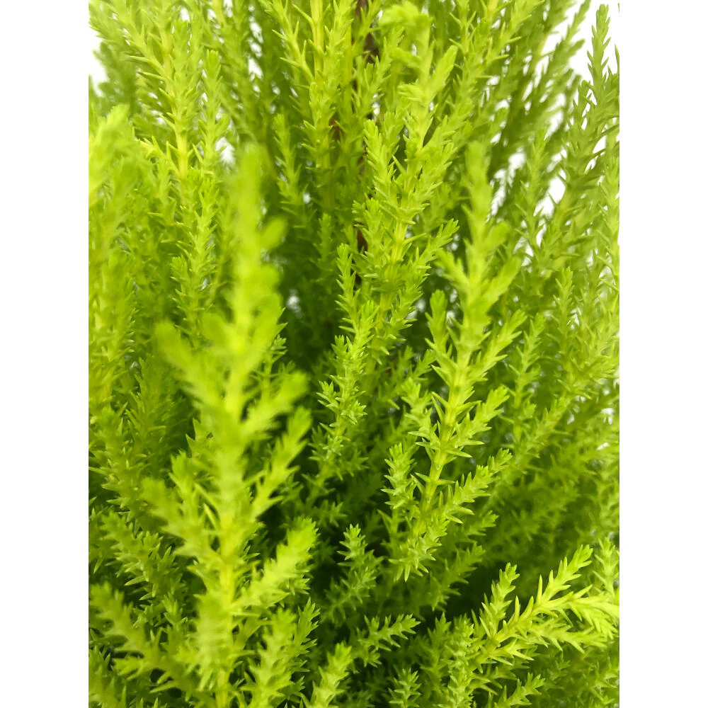 Cupresus Gold Crest Wilma M14 45 Cm (pino Limon) - Image 2