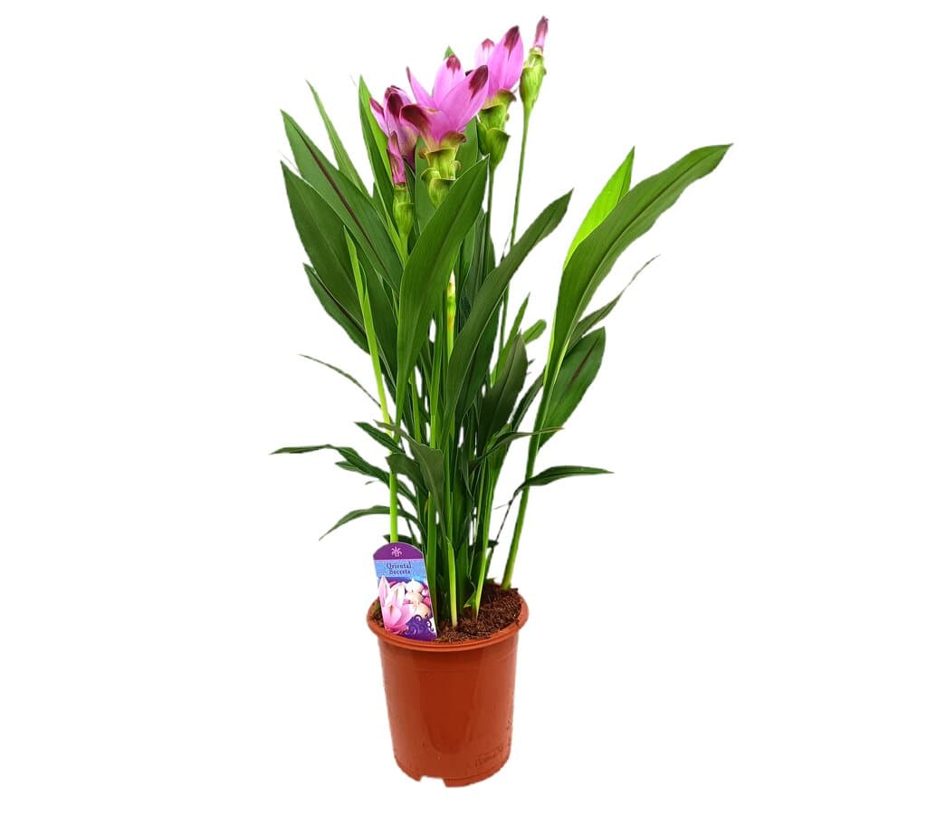Curcuma Siam Splash M17 70cm
