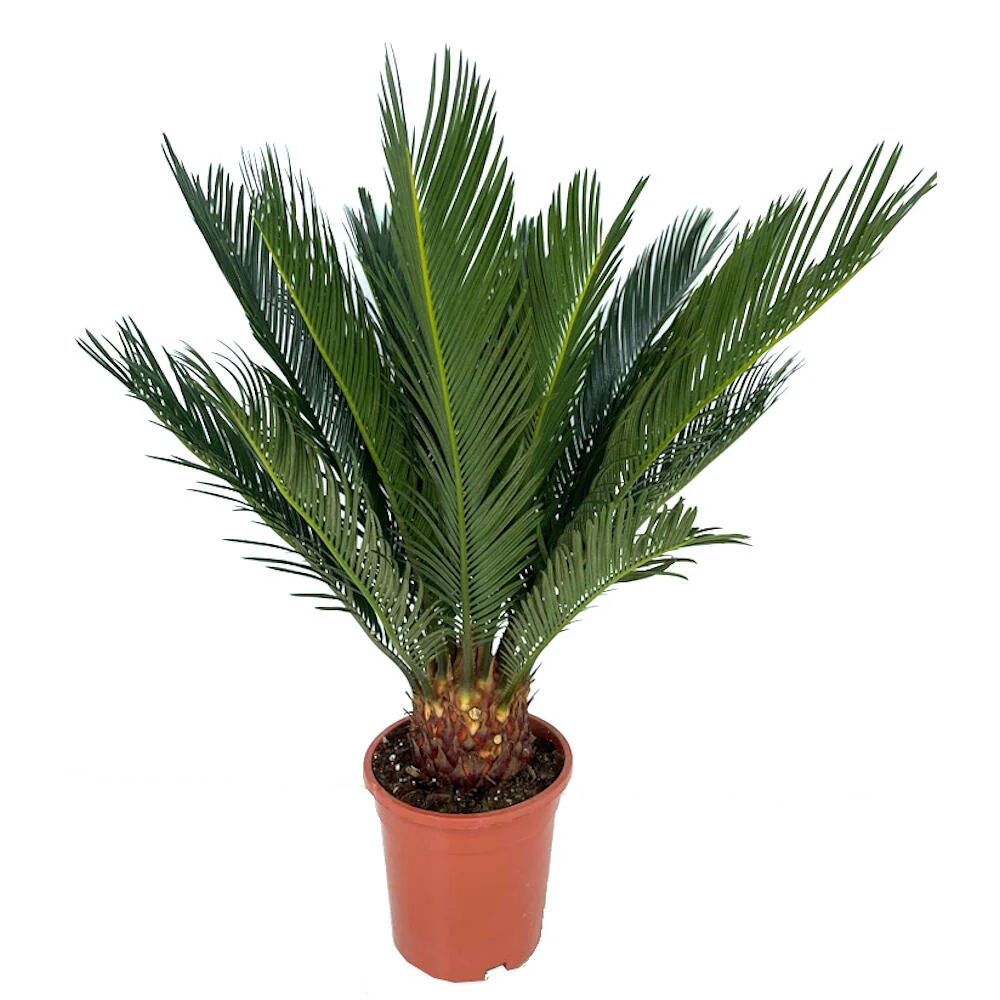 Cyca Revoluta M17 50cm - Image 2