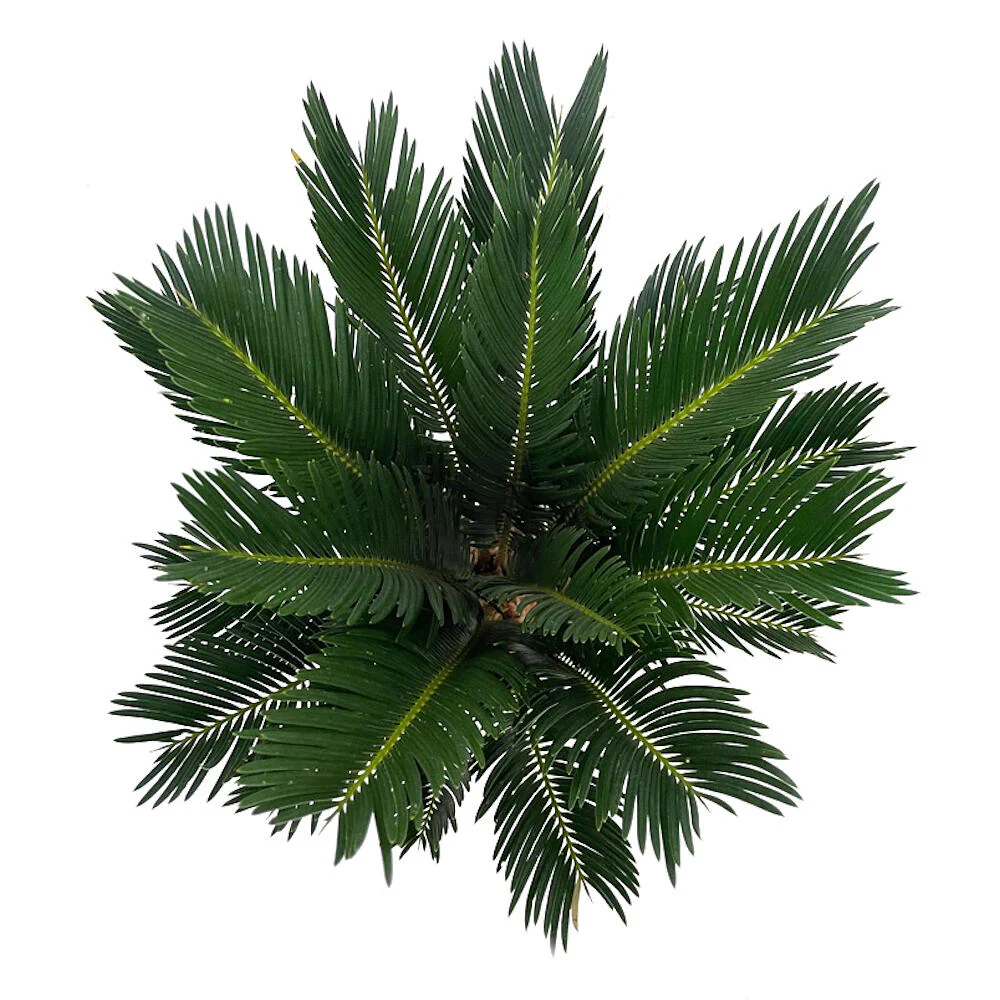 Cyca Revoluta M17 50cm - Image 3