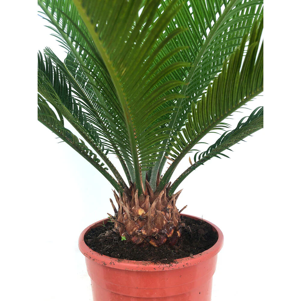 Cyca Revoluta M17 50cm - Image 5
