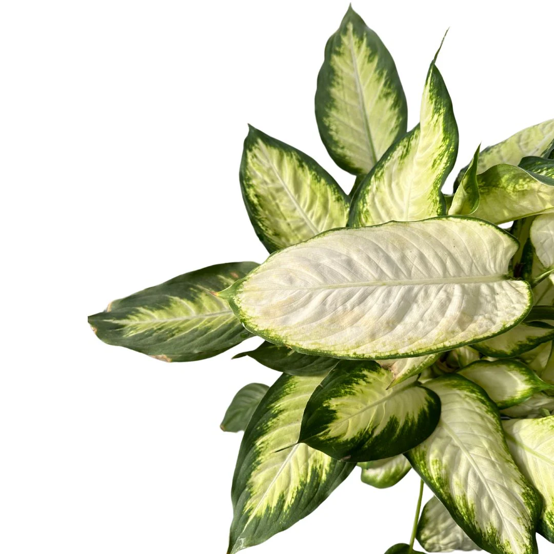 Dieffenbachia Camila M12 Maceta 12cm - Image 2