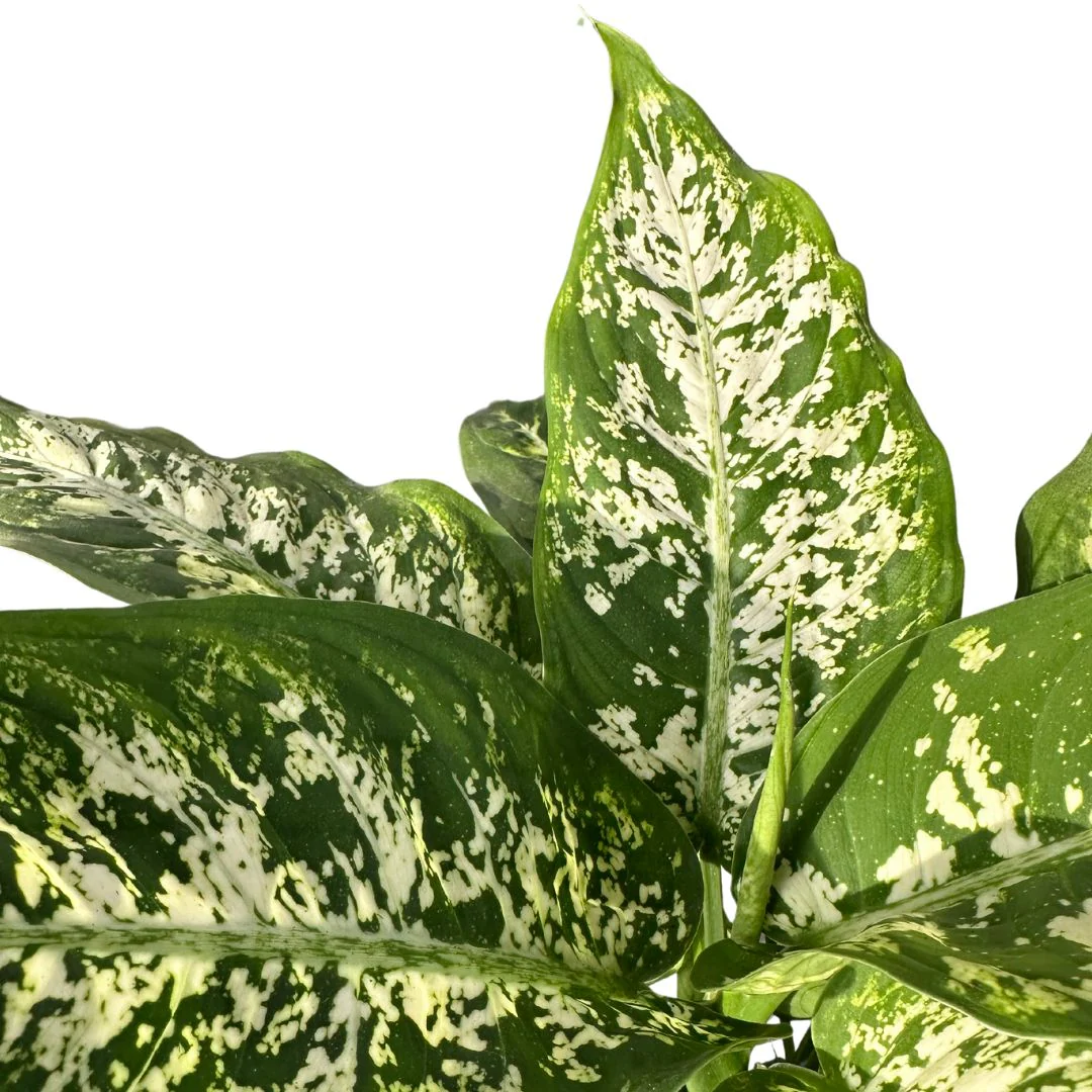 Dieffenbachia Compacta: La Planta De Interior Que Transformará Tu Hogar Maceta 12 Cm - Image 2