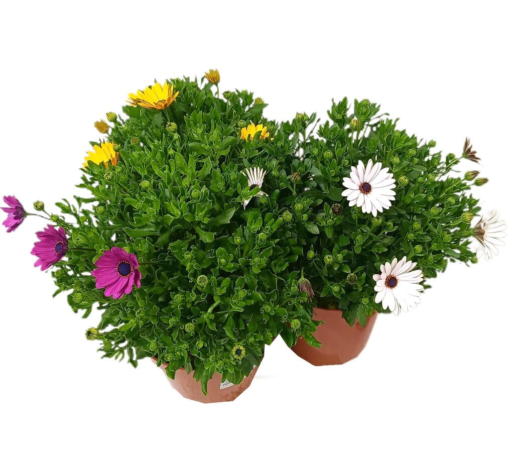 Dimorphoteca M20