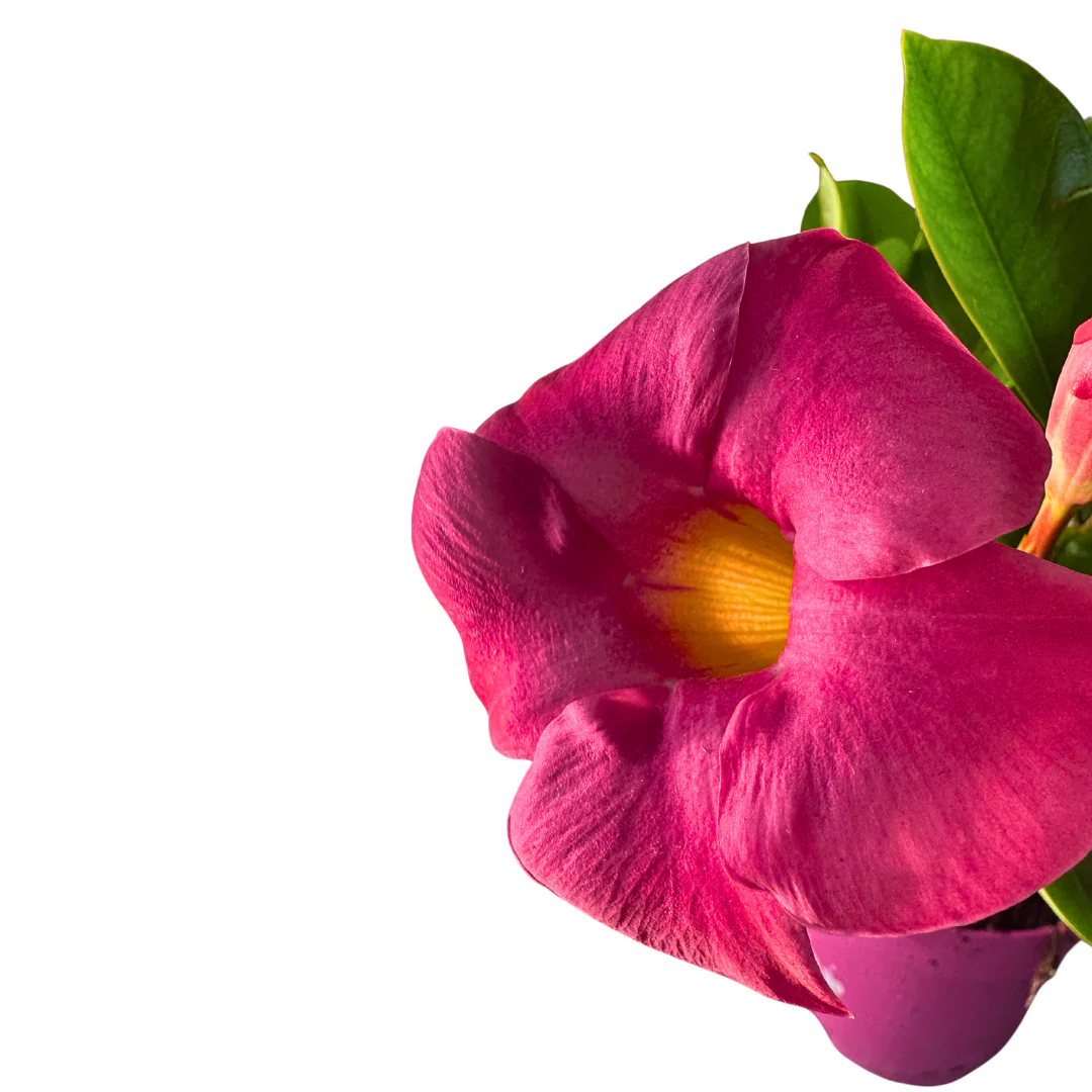 Dipladenia Colores Variados M11 - Image 4