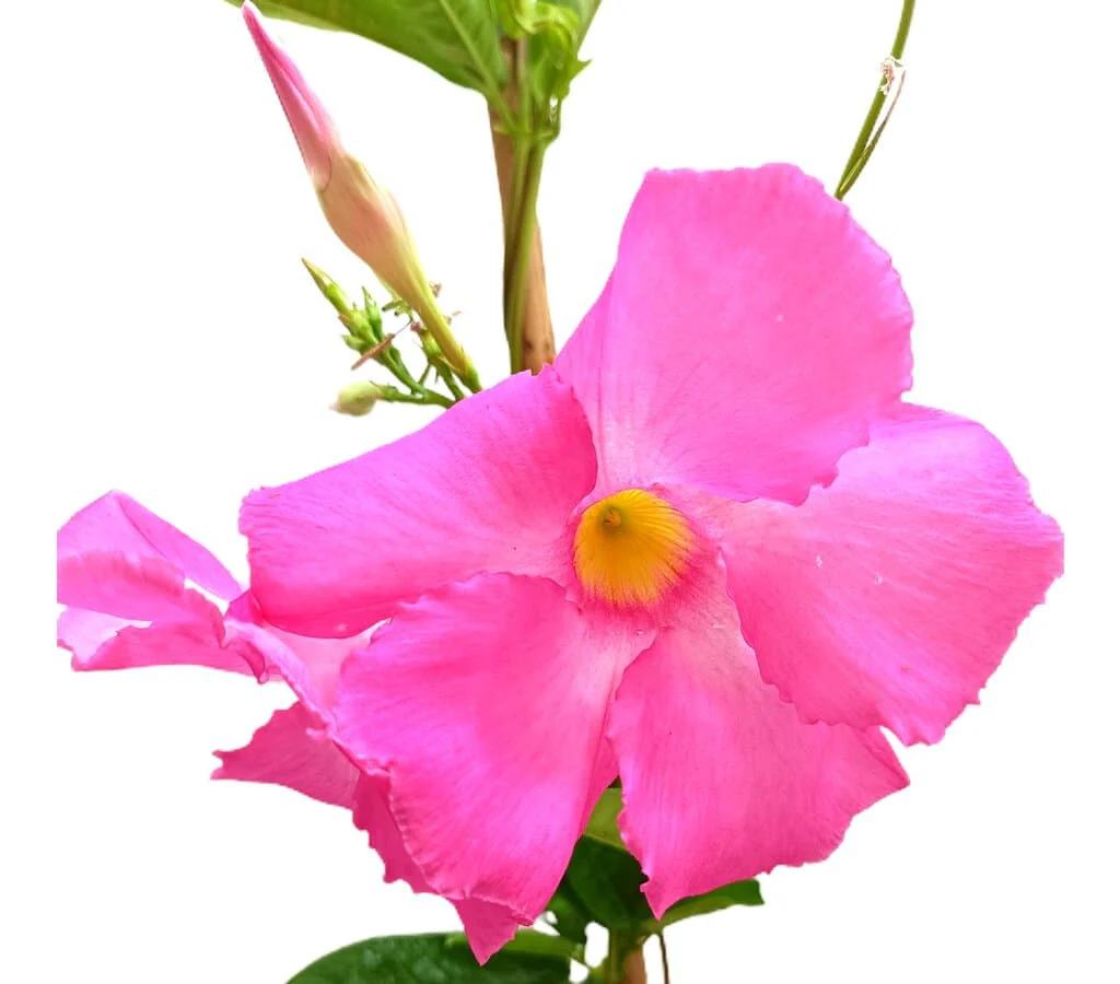 Dipladenia Cosmos Rosa M20 170-180cm (mandevilla) - Image 2