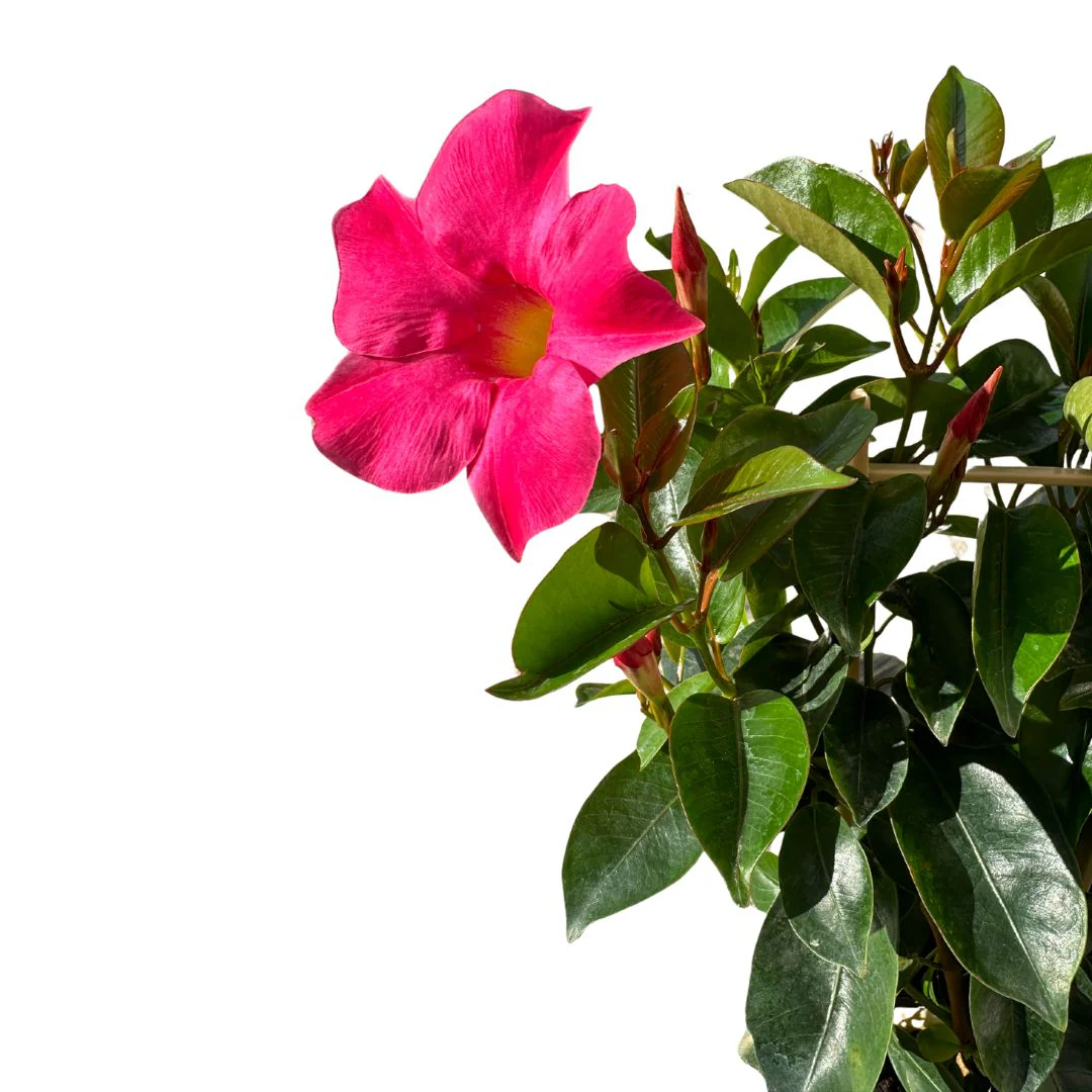 Dipladenia Espaldera O Piramidal Planta Con Flor De Exterior Maceta De 17cm - Image 2
