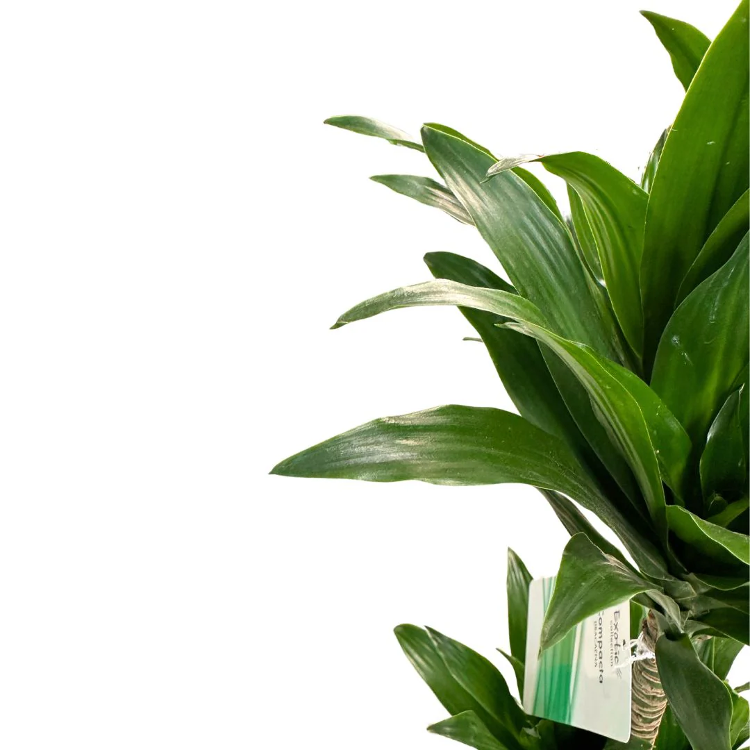 Dracena Compacta - La Planta Perfecta Para Espacios Con Poca Luz Y Bajo Mantenimiento Maceta 16cm 2 Troncos 30/15 - Image 2