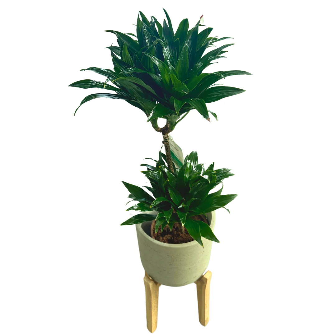 Dracena Compacta Planta De Interior M17 Maceta 17cm 2 Troncos 45/15