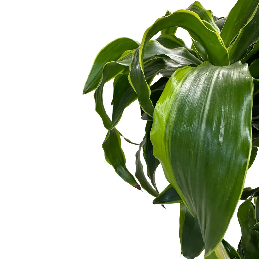 Dracena Dorada Planta De Interior (dracaena Fragrans 'massangeana') Maceta 17cm 2 Troncos 60/30 - Image 2