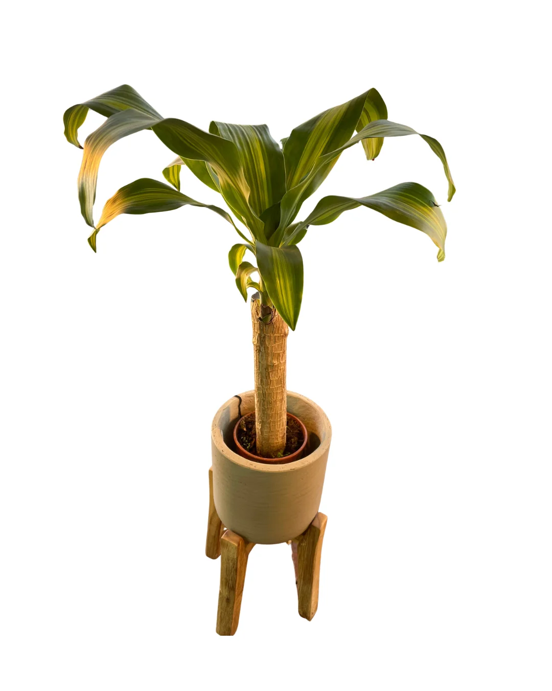 Dracena Massangeana O Tronco De Brasil Planta De Interior (dracaena Fragrans 'massangeana') Maceta 12cm 1 Tronco - Image 2
