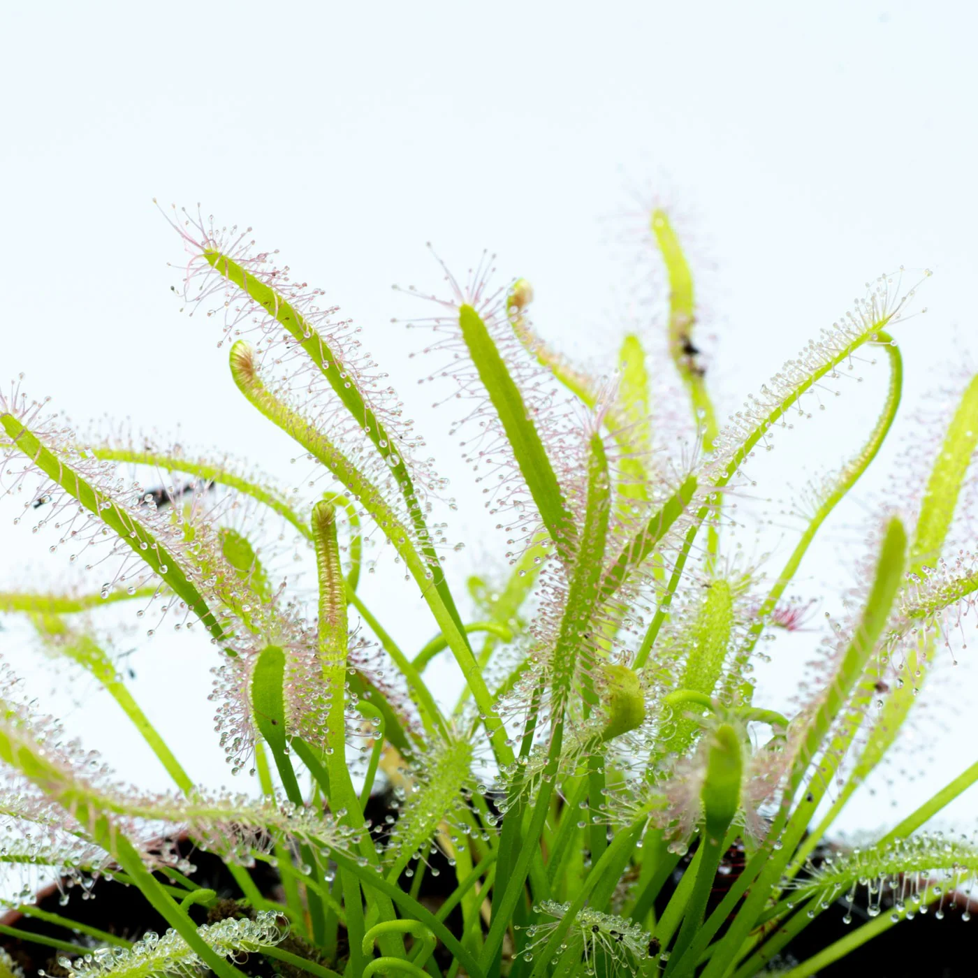 Drosera Capensis alba M9 - Image 2