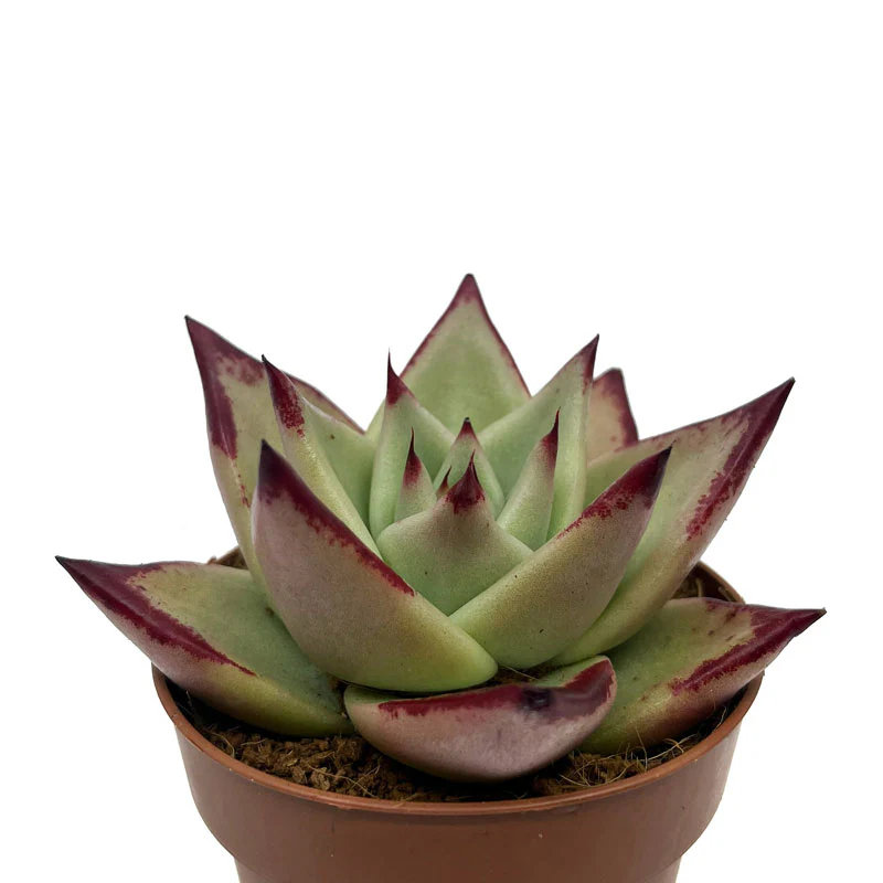 Echeveria Agavoides Ebony Cactus Y Suculentas M8,5 cm Ø