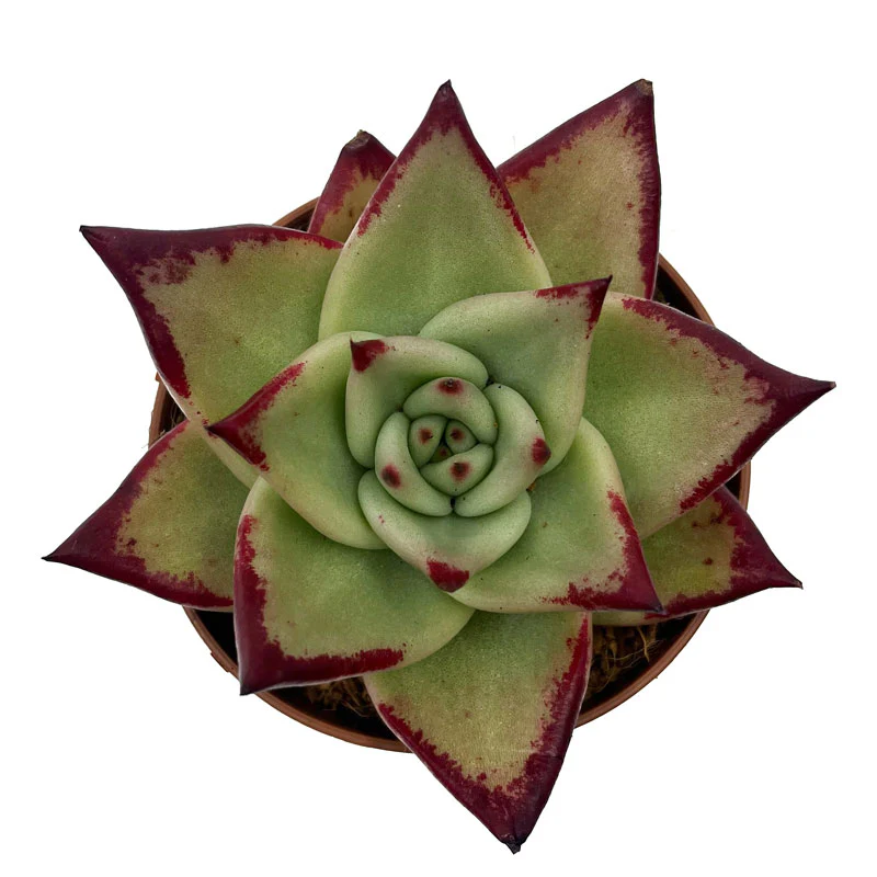 Echeveria Agavoides Ebony Cactus Y Suculentas M8,5 cm Ø - Image 2