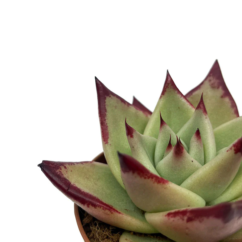 Echeveria Agavoides Ebony Cactus Y Suculentas M8,5 cm Ø - Image 3