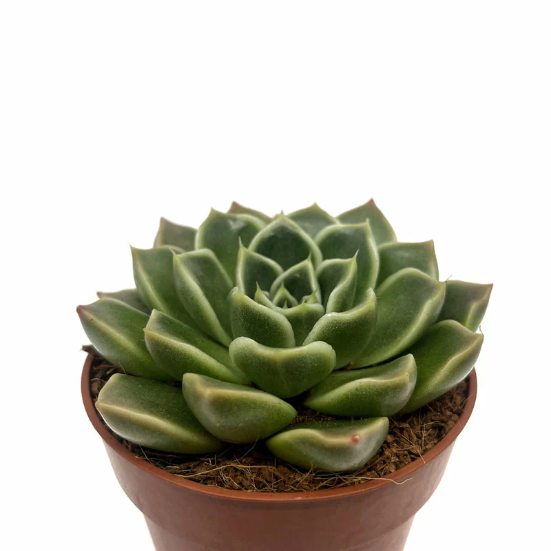Echeveria Anubis Cactus Y Suculentas M8,5 cm Ø
