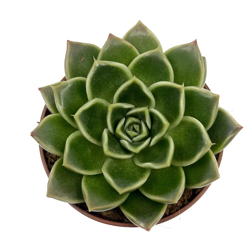 Echeveria Anubis Cactus Y Suculentas M8,5 cm Ø - Image 2