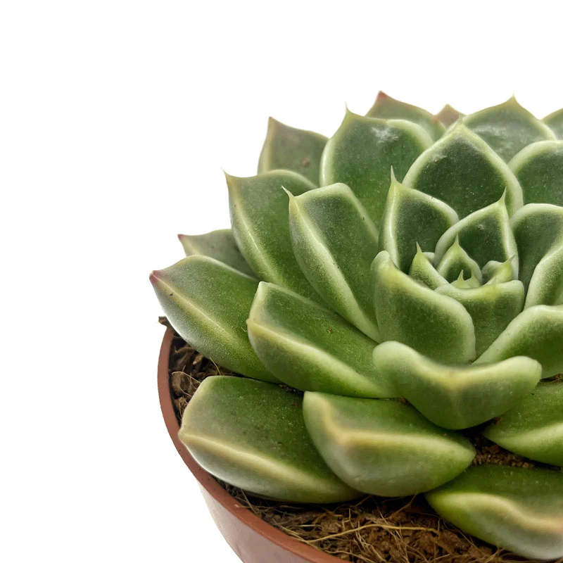 Echeveria Anubis Cactus Y Suculentas M8,5 cm Ø - Image 3
